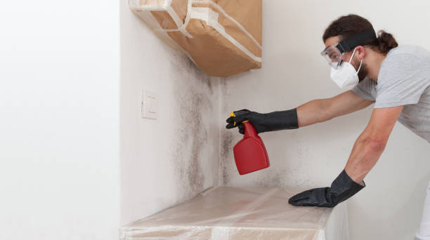 Professional Basement Mold Remediation technician working in Upperco, MD