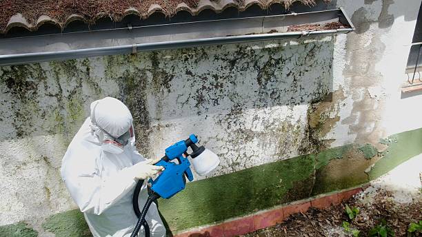 Top rated local Basement Mold Remediation specialists in Upperco, MD
